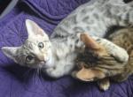 Two Silver Bengals - Bengal Kitten For Sale - Meridian&comma; ID&comma; US