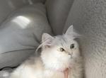 Baela - British Shorthair Kitten For Adoption - Westerville&comma; OH&comma; US