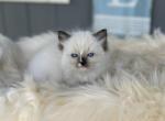 Minnie - Ragdoll Kitten For Sale - 