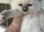 Layla - Ragdoll Kitten For Sale - 