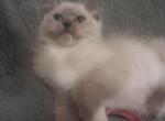 Abbeys litter - Ragdoll Kitten For Sale - Pittsburgh&comma; PA&comma; US