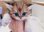 Fiona - British Shorthair Kitten For Sale - Yorba Linda&comma; CA&comma; US