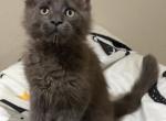 Skylar - Maine Coon Kitten For Sale - Crestview&comma; FL&comma; US