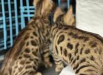 Riley - Bengal Kitten For Sale - TN&comma; US