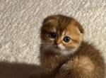 Lila - Scottish Fold Kitten For Sale - New York&comma; NY&comma; US