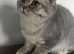Tobey - Scottish Fold Kitten For Sale - Levittown&comma; PA&comma; US