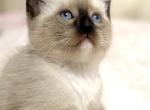 Cute Siamese kitten - Siamese Kitten For Sale - 