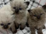 Full Ragdolls kittens - Ragdoll Kitten For Sale - Gurnee&comma; IL&comma; US