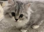 Pearl - British Shorthair Kitten For Sale - Las Vegas&comma; NV&comma; US