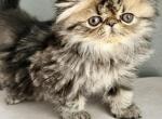 Milo - Persian Kitten For Sale - Vancouver&comma; WA&comma; US
