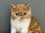 Leo - Exotic Kitten For Sale - Vancouver&comma; WA&comma; US