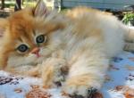Gaby - British Shorthair Kitten For Sale - Quinlan&comma; TX&comma; US