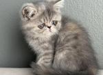Molly - Exotic Kitten For Sale - Vancouver&comma; WA&comma; US