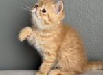 Max - Exotic Kitten For Sale - Vancouver&comma; WA&comma; US