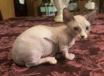 Male bambino dwarf Sphynx - Sphynx Kitten For Sale - Sand Springs&comma; OK&comma; US
