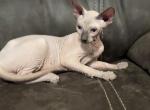 Blue eyed Seal point pink male - Sphynx Kitten For Sale - Sand Springs&comma; OK&comma; US