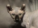 Blue gray elf ear green eyed  male - Sphynx Kitten For Sale - Sand Springs&comma; OK&comma; US