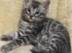 Premium Silver Bengals - Bengal Kitten For Sale - AR&comma; US