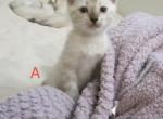 Snow Bengal Kitten Male - Bengal Kitten For Sale - 