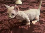 Male Dwelf Sphynx kitten - Sphynx Kitten For Sale - Sand Springs&comma; OK&comma; US