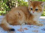 Kaby - British Shorthair Kitten For Sale - Quinlan&comma; TX&comma; US