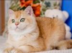 Golden - Scottish Straight Cat For Sale - Rocklin&comma; CA&comma; US