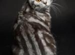 Busia - Scottish Straight Cat For Sale - Rocklin&comma; CA&comma; US