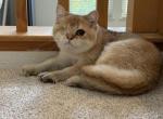 Gigi - Scottish Straight Kitten For Sale - Rocklin&comma; CA&comma; US