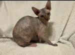Unique Marble skin female - Sphynx Kitten For Sale - Sand Springs&comma; OK&comma; US