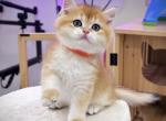 Lion golden - Scottish Straight Kitten For Sale - Oakland&comma; CA&comma; US