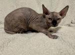 Female marbled dark nose - Sphynx Kitten For Sale - 