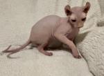 Pink elf ear Male - Sphynx Kitten For Sale - Sand Springs&comma; OK&comma; US