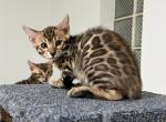 Lily - Bengal Kitten For Sale - Plano&comma; TX&comma; US