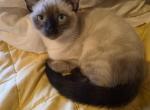 Jaxon - Siamese Kitten For Adoption - 