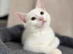 Bolt - Scottish Straight Kitten For Adoption - 