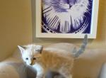 Nicco - Siamese Kitten For Adoption - 
