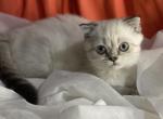 Samy - Scottish Fold Kitten For Sale - Rockford&comma; IL&comma; US