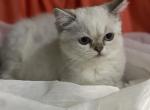 Penelope - Scottish Straight Kitten For Sale - Rockford&comma; IL&comma; US