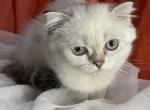 Annabelle - Scottish Fold Kitten For Sale - Rockford&comma; IL&comma; US