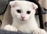Kiri - Scottish Fold Kitten For Sale - Neptune&comma; NJ&comma; US