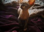House of Wrinkles - Sphynx Kitten For Sale - Rubicon&comma; WI&comma; US