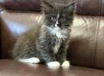 Mix kitten Maine Coon Oreo - Maine Coon Kitten For Sale - 