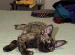 Torri - Devon Rex Kitten For Sale - Bernalillo&comma; NM&comma; US
