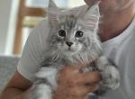 Boy Eleo Starlet Pet - Maine Coon Kitten For Sale - NY&comma; US