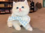 Mochi Blue Golden - British Shorthair Kitten For Sale - Fontana&comma; CA&comma; US