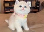 Tofu Blue Golden - British Shorthair Kitten For Sale - Fontana&comma; CA&comma; US