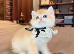 Nugget Golden Shaded - British Shorthair Kitten For Sale - Fontana&comma; CA&comma; US