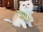 Mousse Blue Golden - British Shorthair Kitten For Sale - Fontana&comma; CA&comma; US