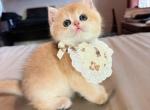 Pudding Golden Shaded - British Shorthair Kitten For Sale - Fontana&comma; CA&comma; US