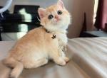 Waffle Golden Shaded - British Shorthair Kitten For Sale - Fontana&comma; CA&comma; US